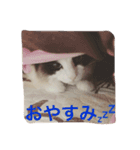 しっぽ‼︎（個別スタンプ：4）