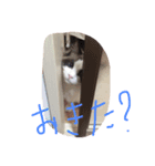 しっぽ‼︎（個別スタンプ：7）