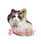 しっぽ‼︎（個別スタンプ：9）