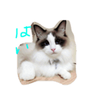 しっぽ‼︎（個別スタンプ：11）