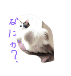 しっぽ‼︎（個別スタンプ：14）