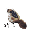 しっぽ‼︎（個別スタンプ：16）