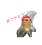 金魚の丹頂ちゃんの主張。（個別スタンプ：3）