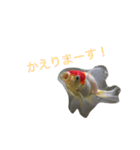 金魚の丹頂ちゃんの主張。（個別スタンプ：5）