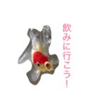 金魚の丹頂ちゃんの主張。（個別スタンプ：9）