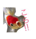 金魚の丹頂ちゃんの主張。（個別スタンプ：12）