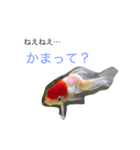 金魚の丹頂ちゃんの主張。（個別スタンプ：16）