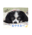パピヨンのルナちゃんスタンプ（個別スタンプ：1）