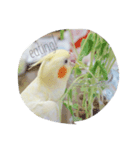 ライちゃんはライちゃん（個別スタンプ：5）
