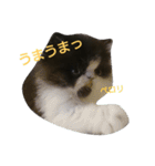 ぶちゃかわマロン
(ねこbaby編)（個別スタンプ：5）