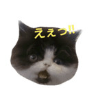 ぶちゃかわマロン
(ねこbaby編)（個別スタンプ：31）