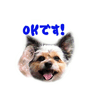 かわいい犬のスタンプよく使うディーパ（個別スタンプ：1）