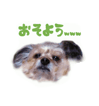 かわいい犬のスタンプよく使うディーパ（個別スタンプ：3）