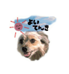 かわいい犬のスタンプよく使うディーパ（個別スタンプ：5）