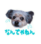 かわいい犬のスタンプよく使うディーパ（個別スタンプ：6）