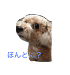 ちょこてぃのごあいさつ（個別スタンプ：11）