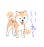 褒めて癒してくれる愛しの柴犬コタロウくん（個別スタンプ：3）