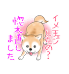 褒めて癒してくれる愛しの柴犬コタロウくん（個別スタンプ：7）