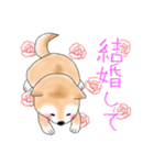 褒めて癒してくれる愛しの柴犬コタロウくん（個別スタンプ：15）