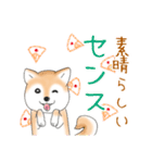 褒めて癒してくれる愛しの柴犬コタロウくん（個別スタンプ：17）