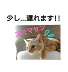 猫のあんずです(仕事編)（個別スタンプ：5）