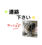 猫のあんずです(仕事編)（個別スタンプ：9）