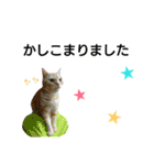 猫のあんずです(仕事編)（個別スタンプ：11）