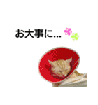 猫のあんずです(仕事編)（個別スタンプ：20）