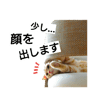 猫のあんずです(仕事編)（個別スタンプ：23）