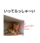 猫のあんずです(仕事編)（個別スタンプ：25）