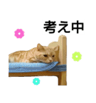 猫のあんずです(仕事編)（個別スタンプ：32）