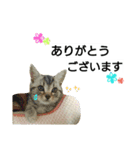 猫のあんずです(仕事編)（個別スタンプ：33）