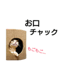 猫のあんずです(仕事編)（個別スタンプ：37）