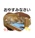 猫のあんずです(仕事編)（個別スタンプ：39）