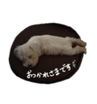 ミニチュアシュナウザーのユキチャン（個別スタンプ：2）