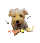 ミニチュアシュナウザーのユキチャン（個別スタンプ：7）