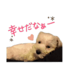 ミニチュアシュナウザーのユキチャン（個別スタンプ：8）