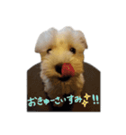 ミニチュアシュナウザーのユキチャン（個別スタンプ：9）