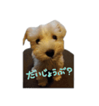 ミニチュアシュナウザーのユキチャン（個別スタンプ：15）
