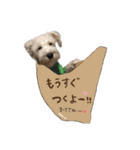 ミニチュアシュナウザーのユキチャン（個別スタンプ：17）