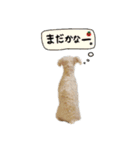 ミニチュアシュナウザーのユキチャン（個別スタンプ：19）