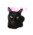 黒猫リボンの日常スタンプ♪（個別スタンプ：1）