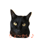 黒猫リボンの日常スタンプ♪（個別スタンプ：2）