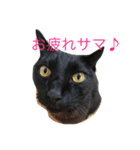 黒猫リボンの日常スタンプ♪（個別スタンプ：5）