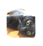 黒猫リボンの日常スタンプ♪（個別スタンプ：8）