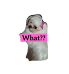 sweetie dogs（個別スタンプ：1）