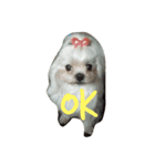sweetie dogs（個別スタンプ：2）