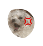 sweetie dogs（個別スタンプ：7）