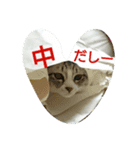 猫だしー（個別スタンプ：1）