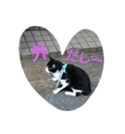 猫だしー（個別スタンプ：2）